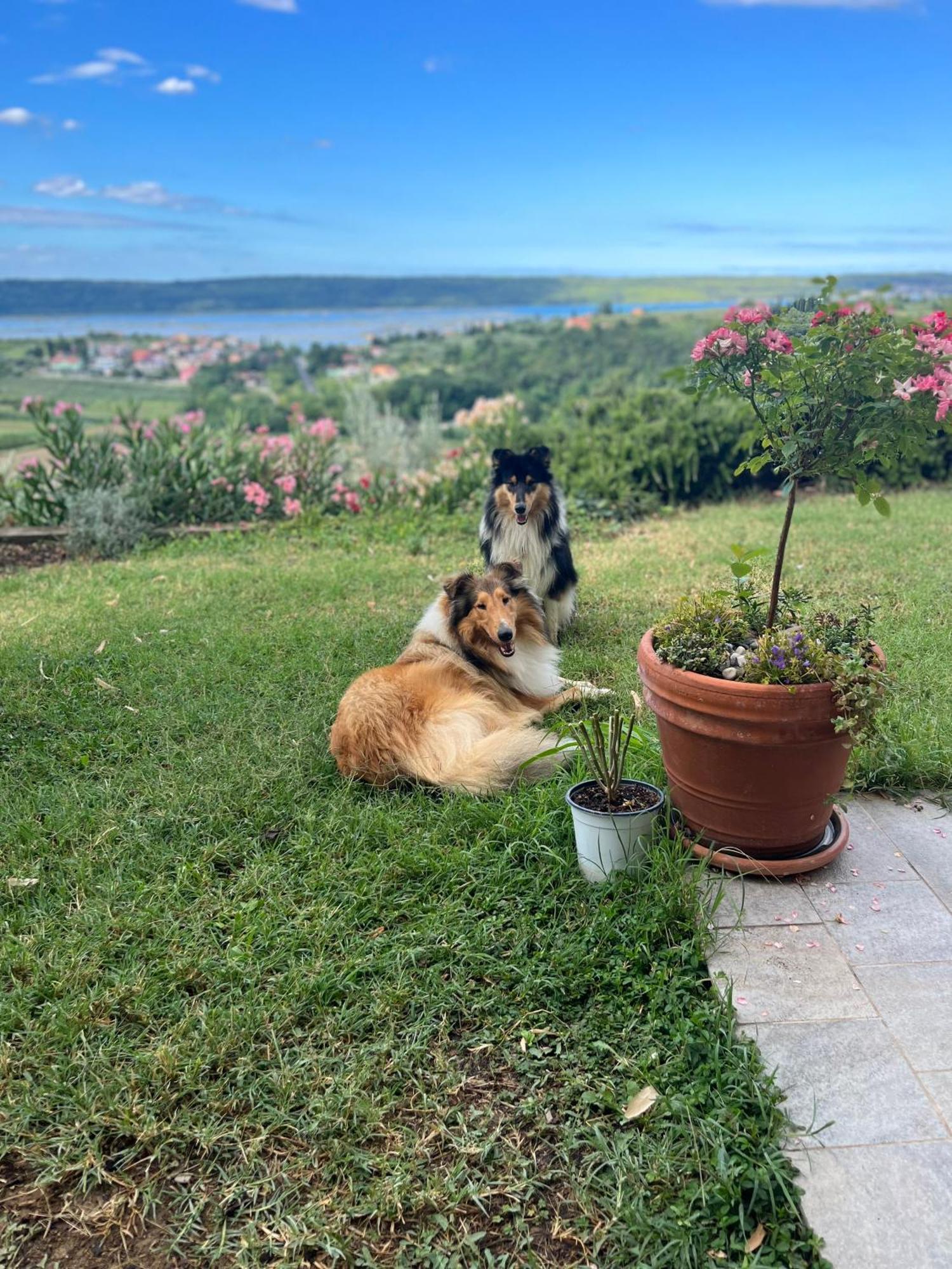 Sea View Olive Retreat Apartman Portorož Kültér fotó